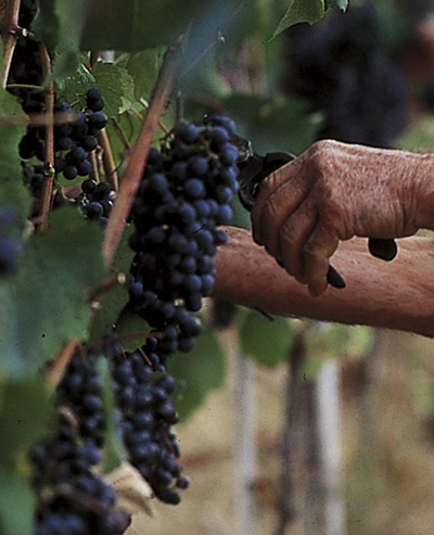 Rosso Piceno Superiore - Vino tipico delle Marche